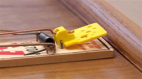 Looking for a quick and easy way to set a mouse trap? Look no further! In this tutorial, we'll show you how to set a mouse trap in just a few simple steps.Fi...